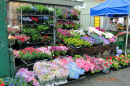 Bergen Flower stall
