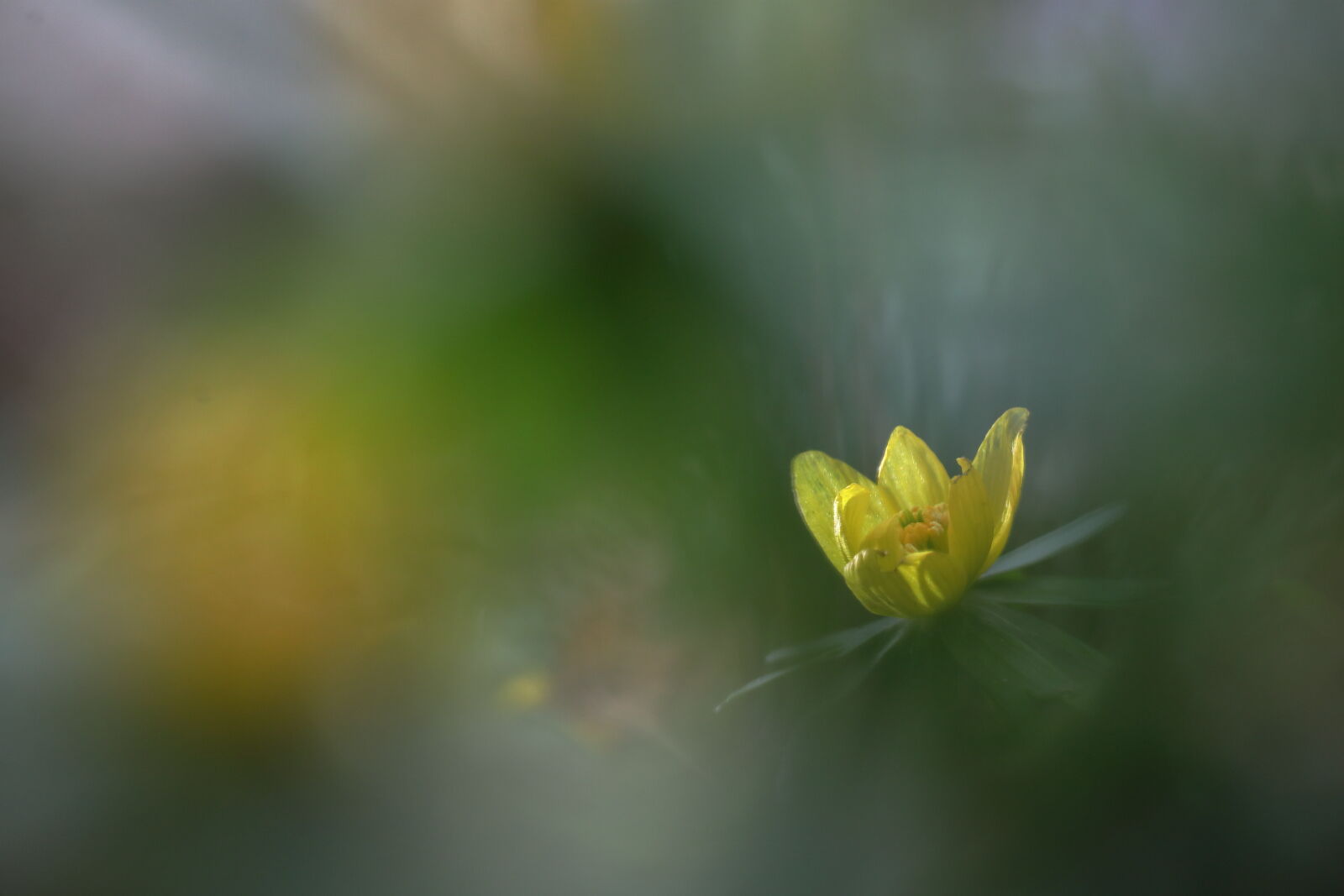March 2026 - Winter aconite