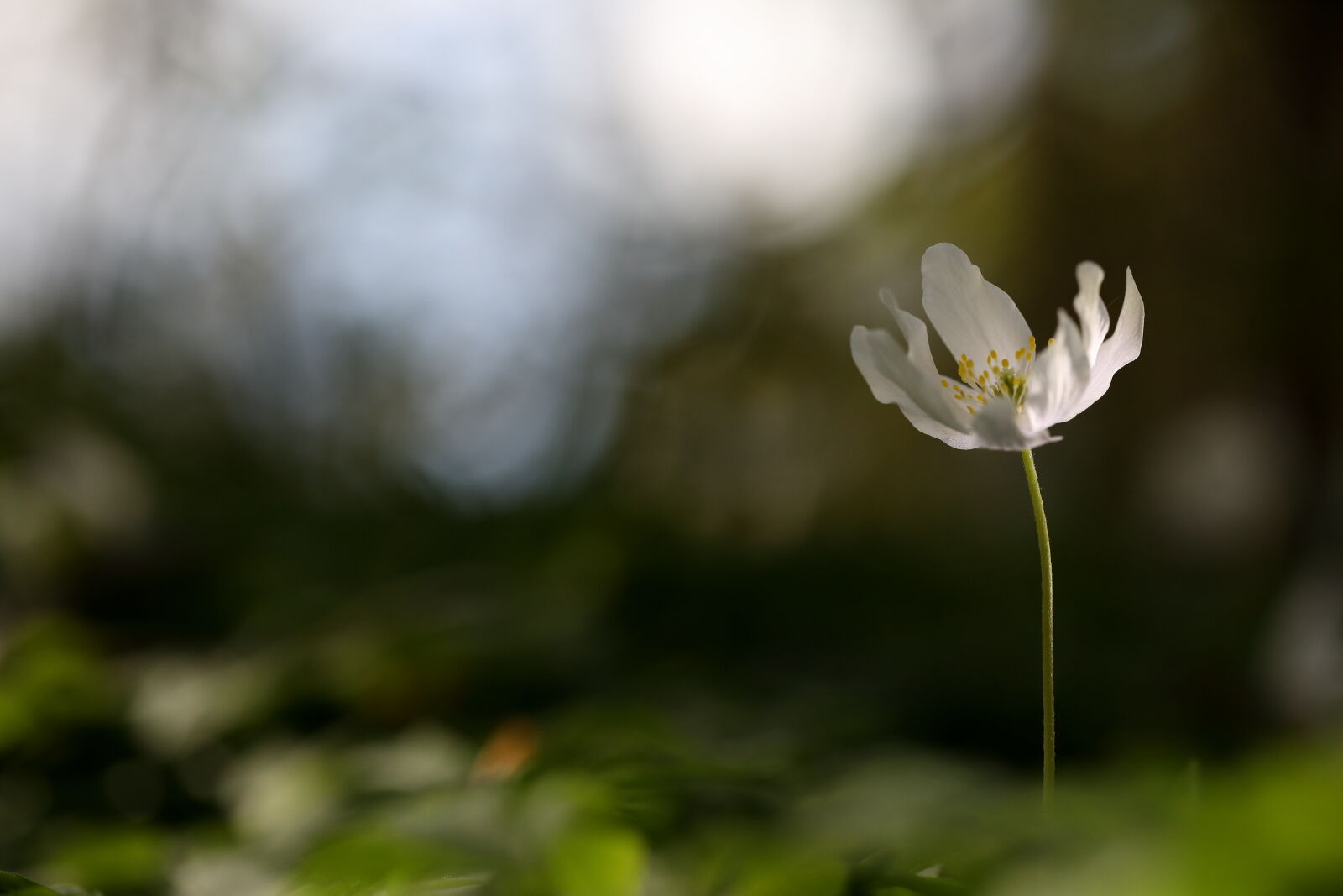 May 2026 - Wood anemone
