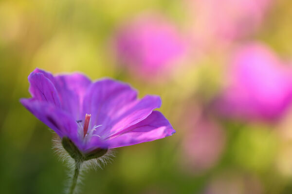 Bloody cranesbill