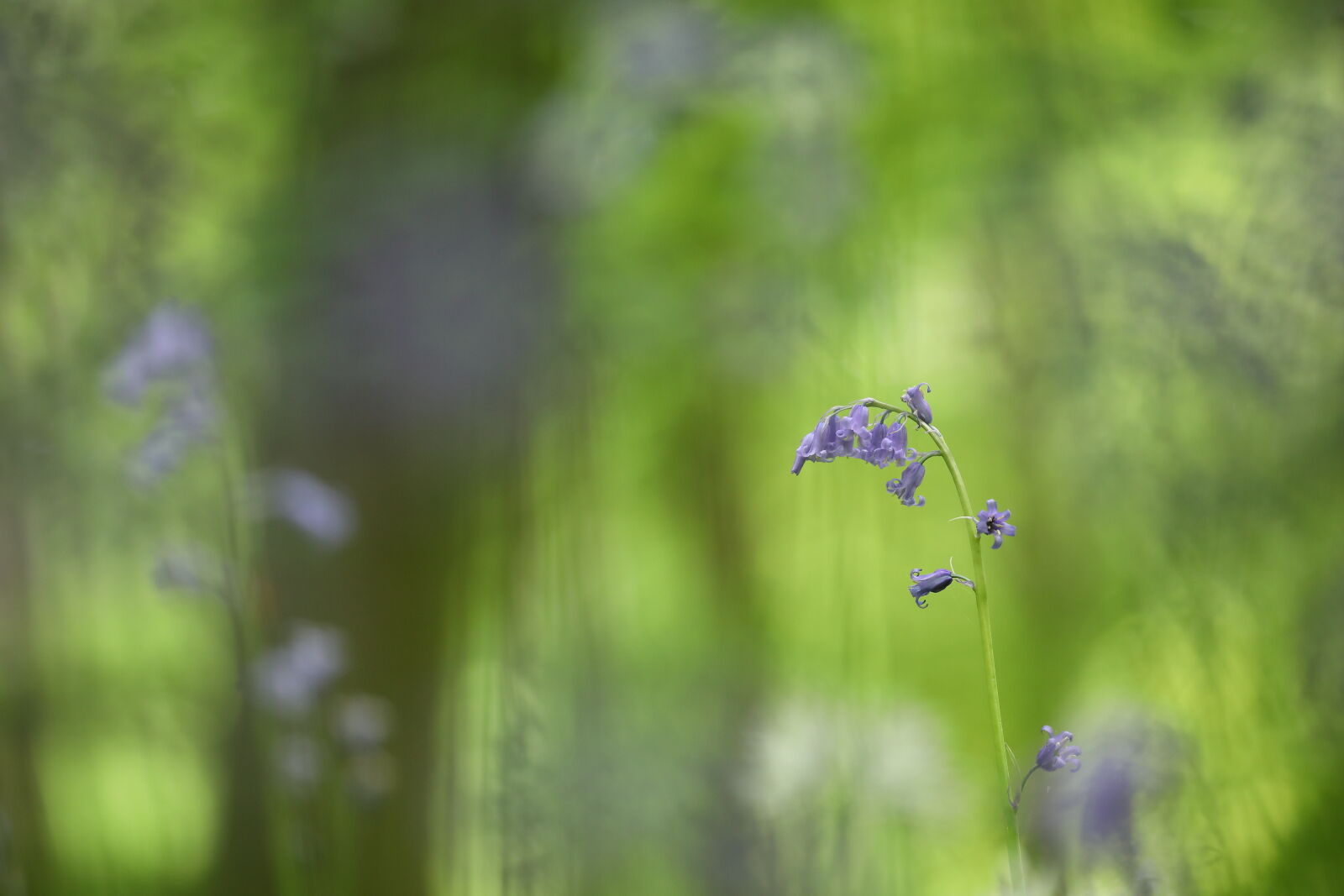 June 2026 - Bluebells