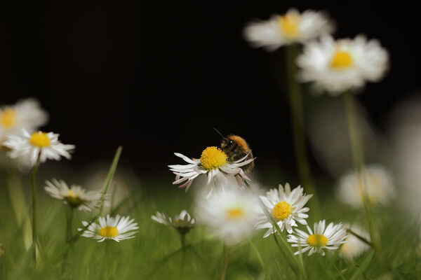 June 2020 - Bumble bee, Edinburgh