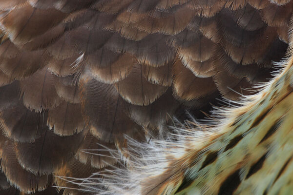 Buzzard feathers
