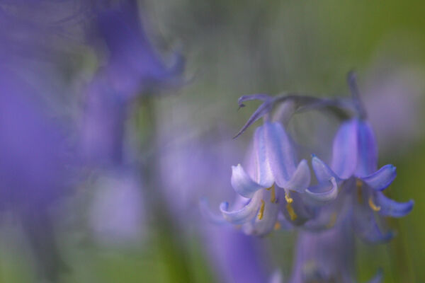 Bluebells