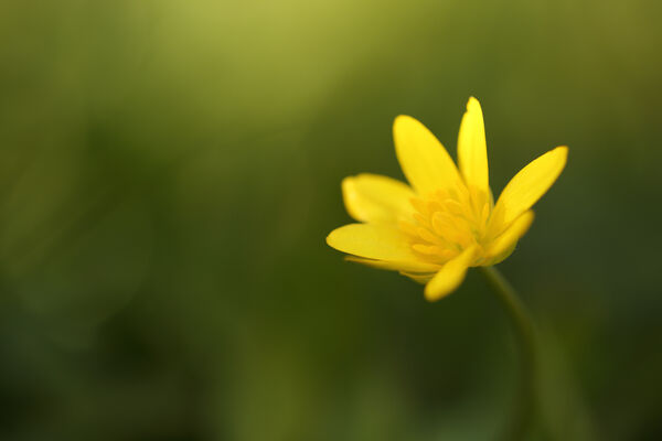 Lesser celandine