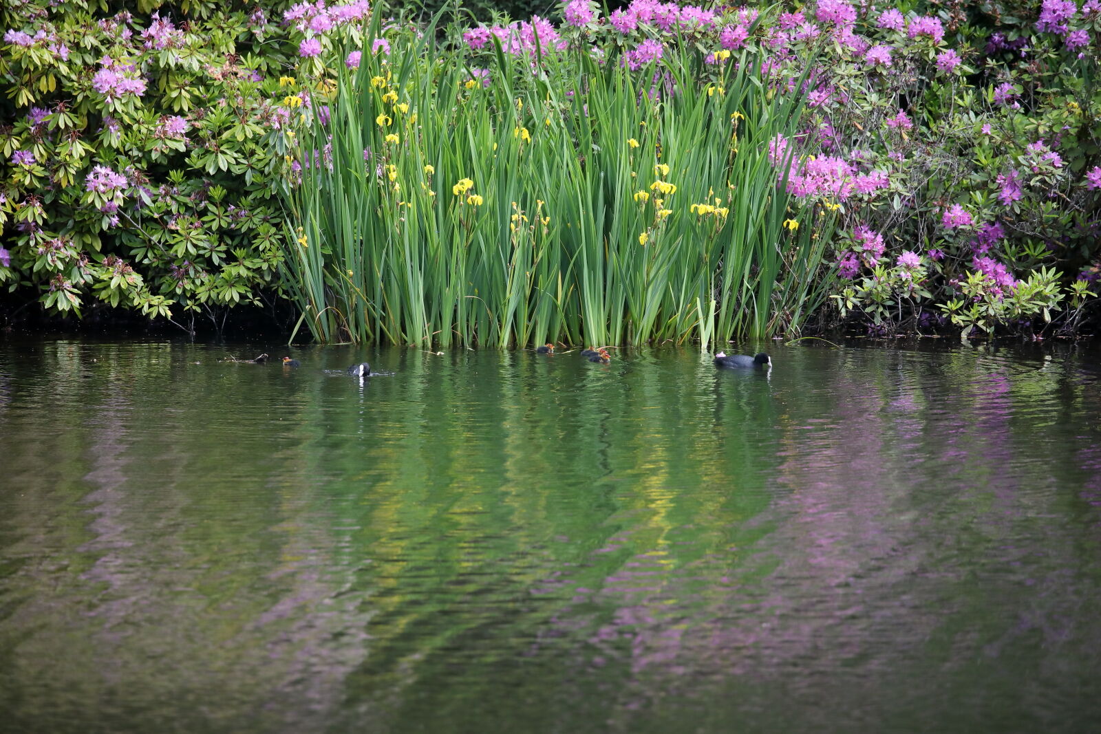 July 2025 - Coots, Dundas Loch