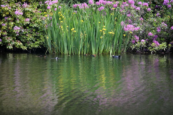 July 2025 - Coots, Dundas Loch