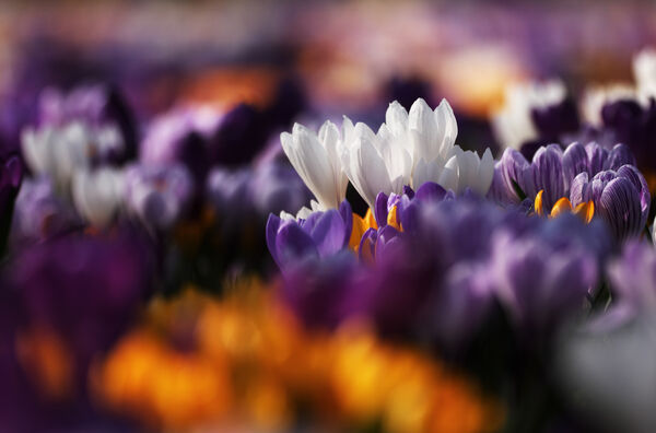 Crocuses