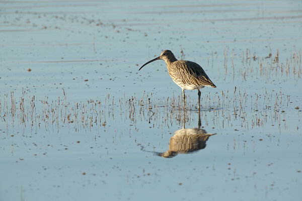 January 2021 - Curlew, Firth of Forth