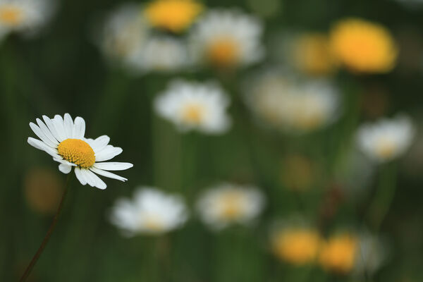 Daisy