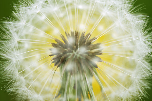 Dandelion