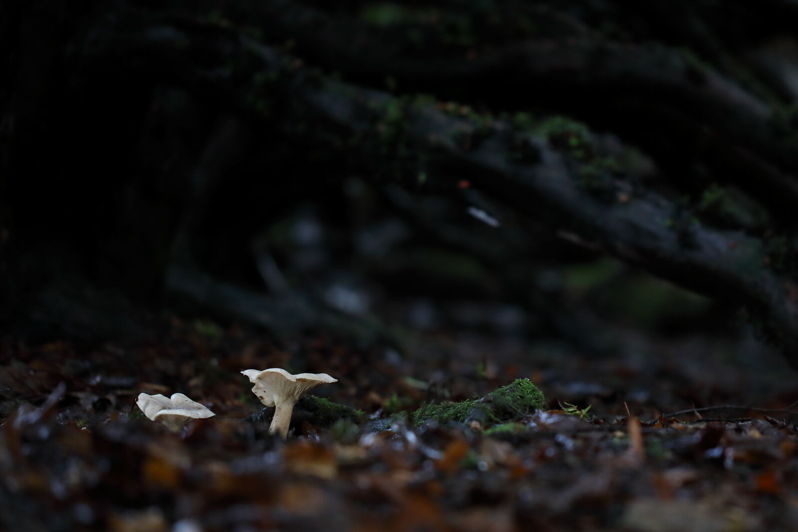 January 2025 - Fungi, South Queensferry