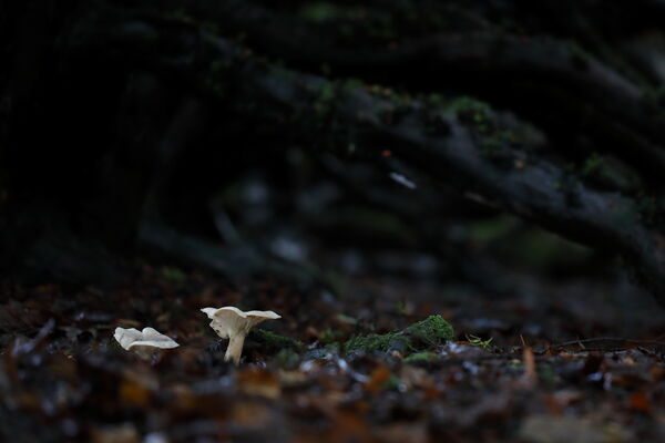 January 2025 - Fungi, South Queensferry