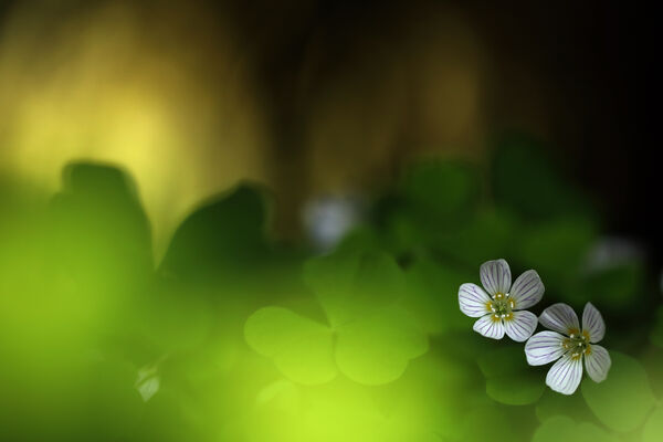 May 2022 - Wood sorrel