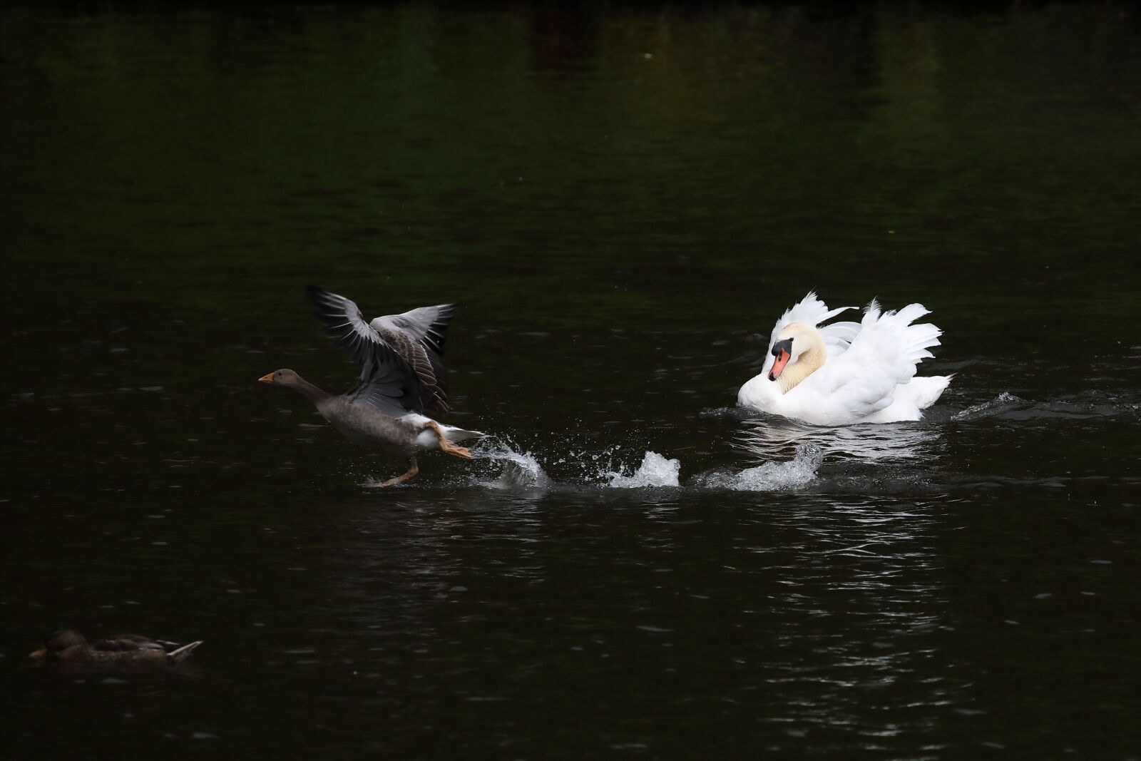 August 2025 - Mute swan chasing a greylag goose