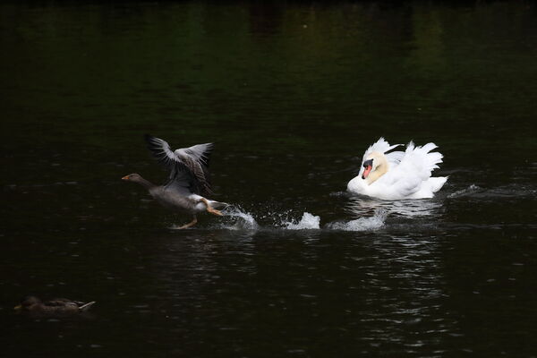 August 2025 - Mute swan chasing a greylag goose