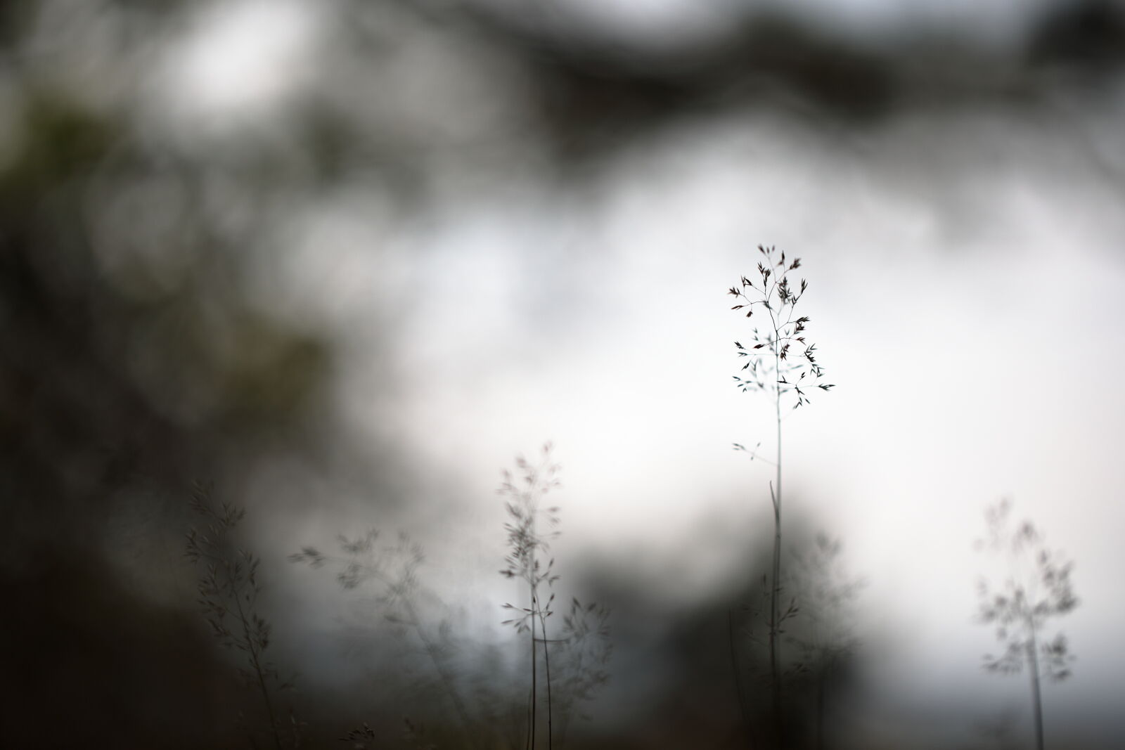 September 2025 - Grasses, South Queensferry