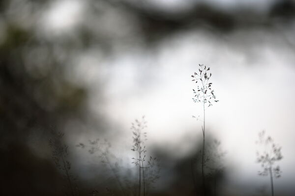 September 2025 - Grasses, South Queensferry