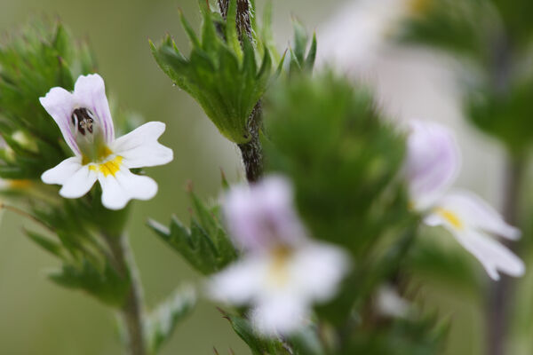 Eyebright