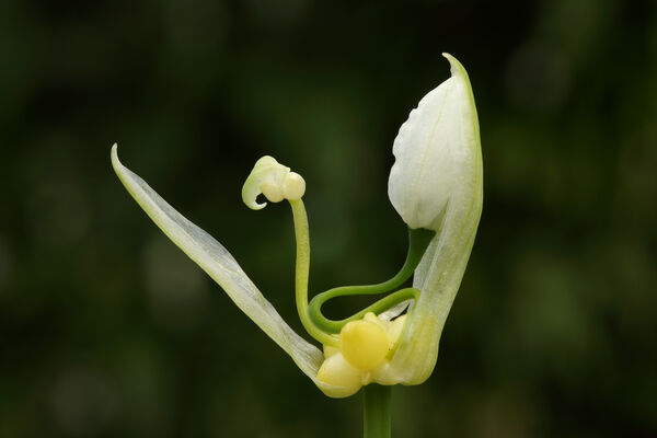 One flowered leek