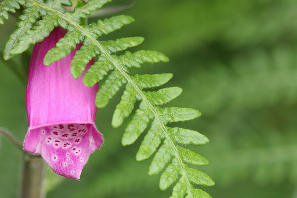 Foxglove