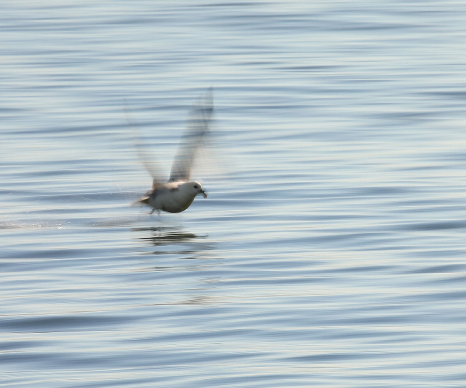 Forth Wildlife Tour