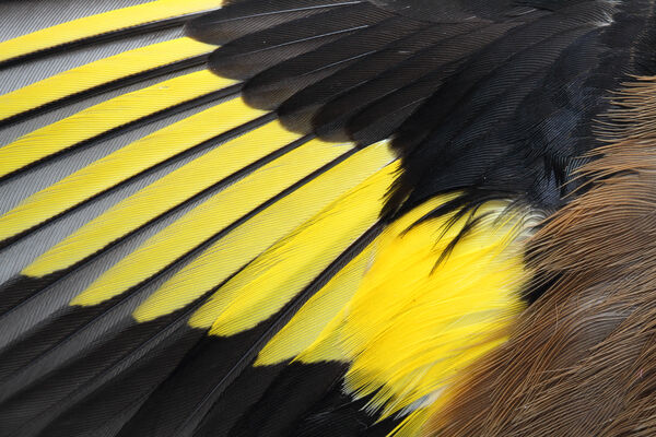 Goldfinch feathers