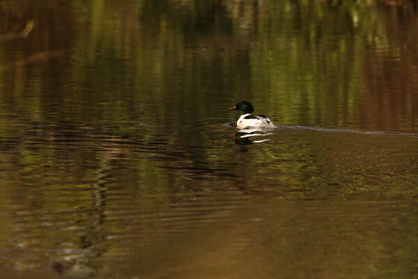 April 2019 - Goosander, Edinburgh