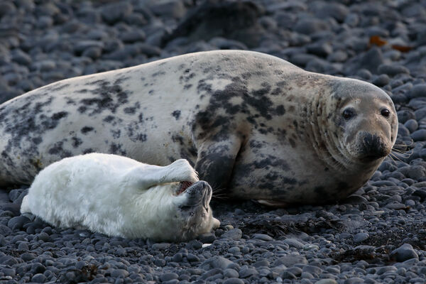 December 2020 - Grey seals, Firth of Forth