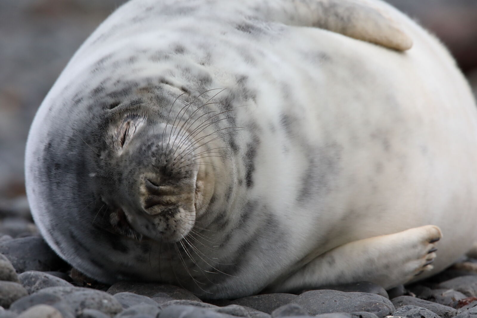 December 2025 - Grey seal, Firth of Forth