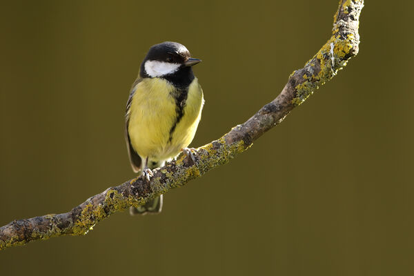 May 2020 - Great tit, Edinburgh