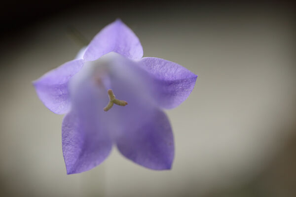 Harebell