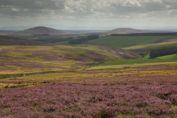 September 2020 - Lammermuir Hills, Scottish Borders