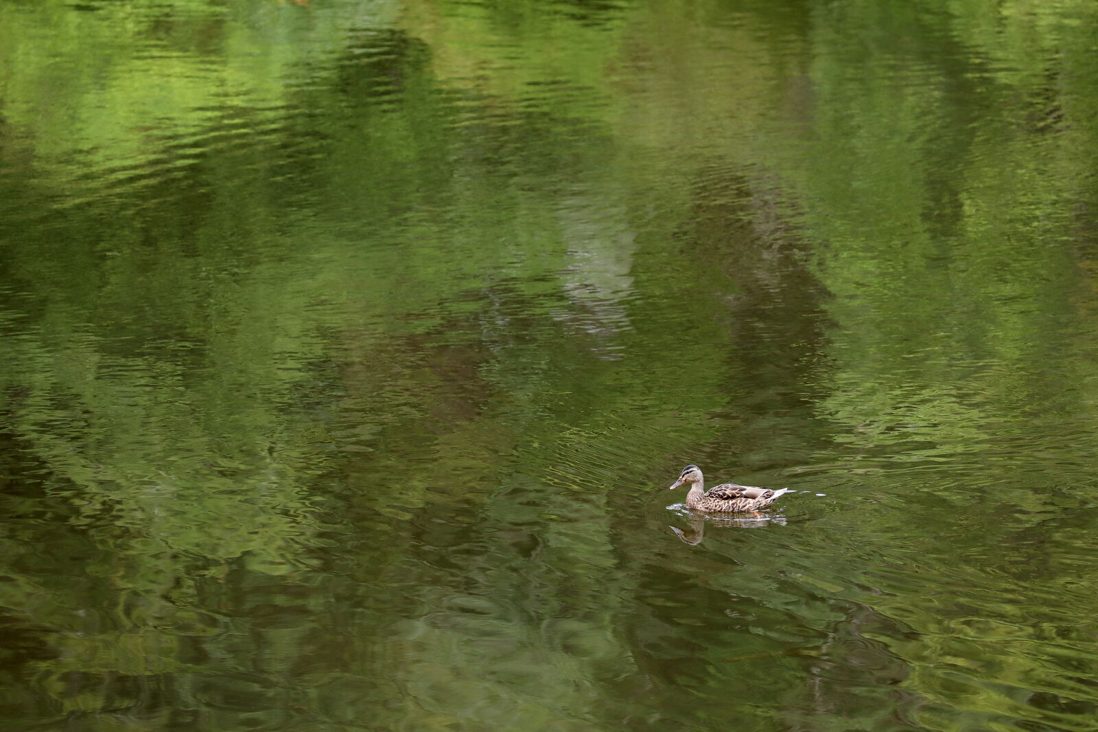 September 2026 - Mallard