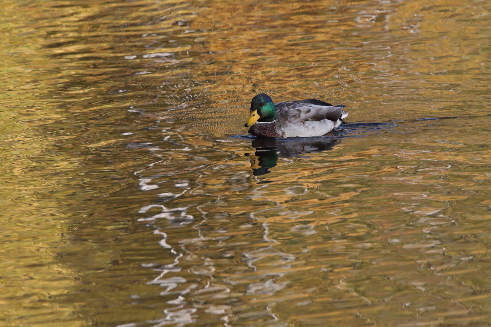 November 2025 - Mallard, Dundas Loch