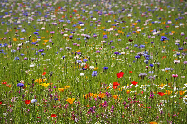 Flower meadow