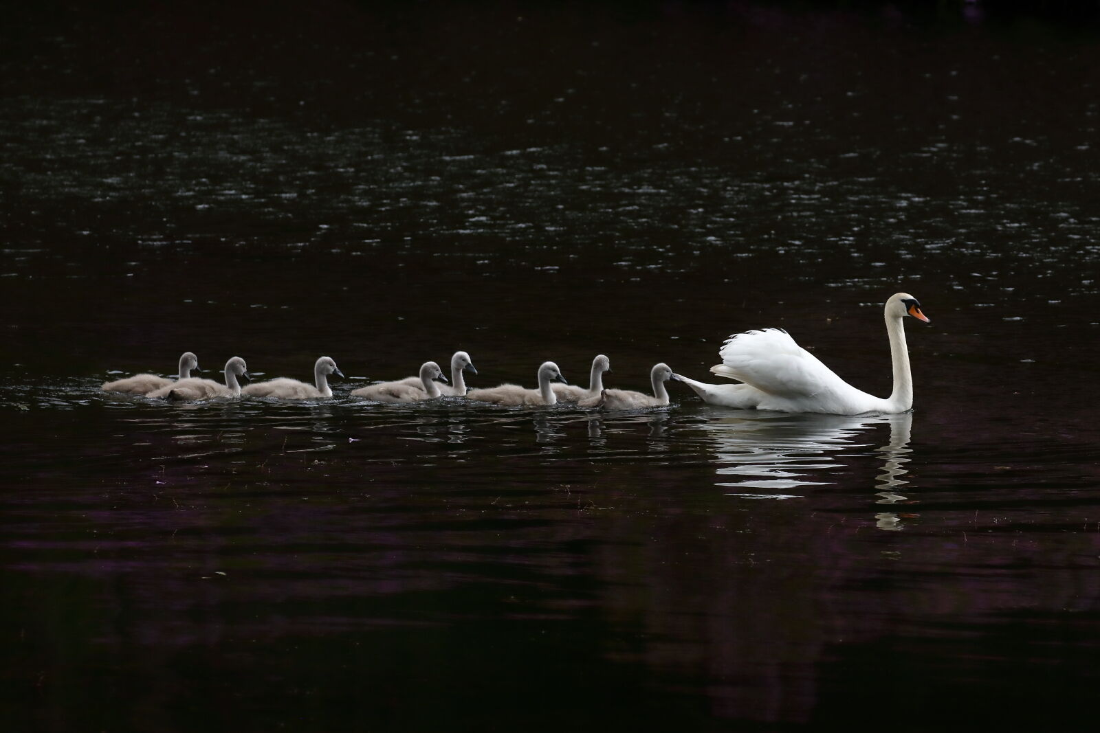 July 2026 - Mute swan and cygnets