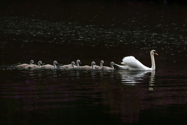July 2026 - Mute swan and cygnets