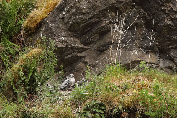 July 2020 - Peregrine chick, Lothian