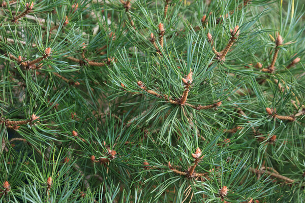Pine needles