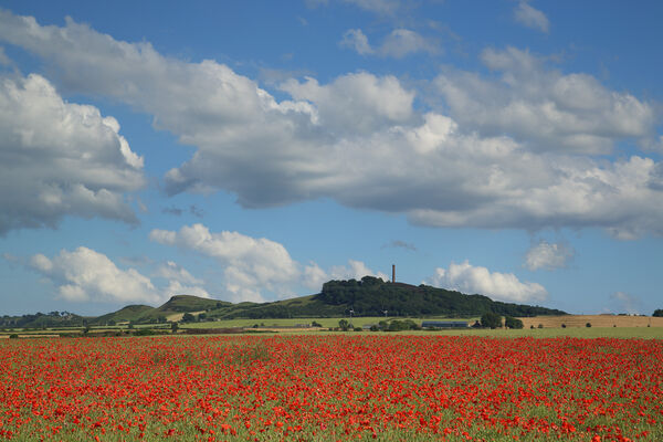 Poppy field