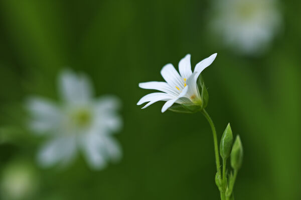 Lesser stitchwort