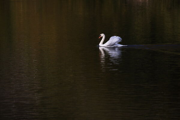 April 2026 - Mute swan
