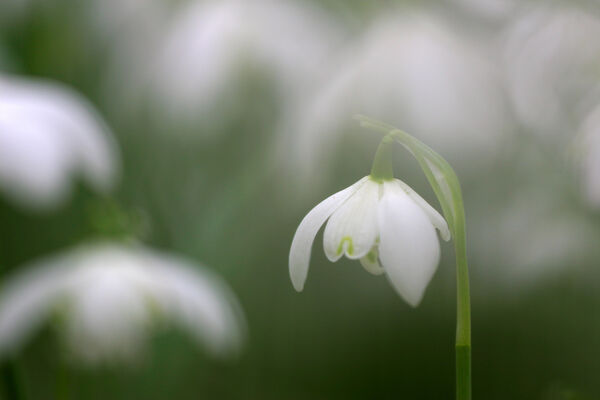 Snowdrops
