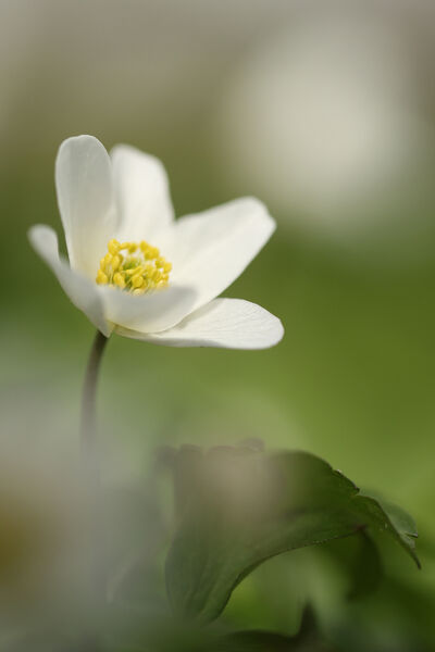 Wood anemone