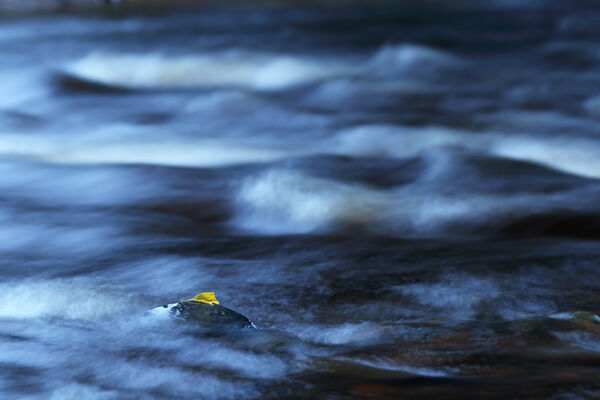 February 2020 - Water of Leith, Edinburgh