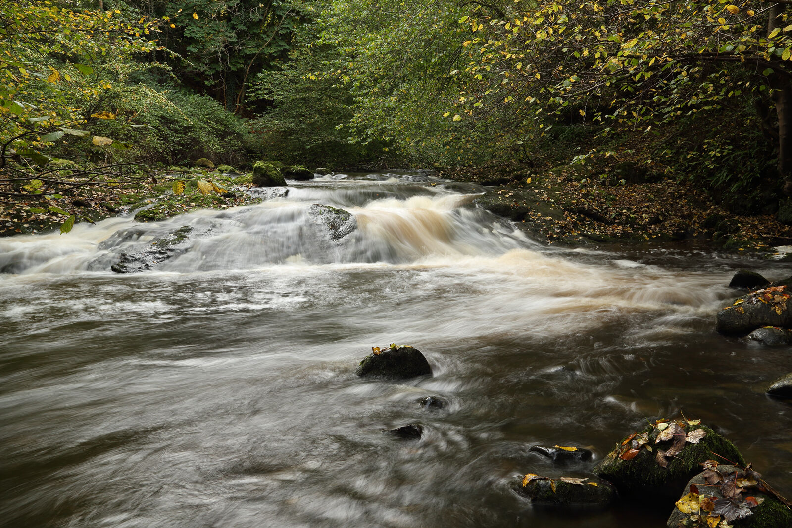 November 2021 - Water of Leith, Edinburgh