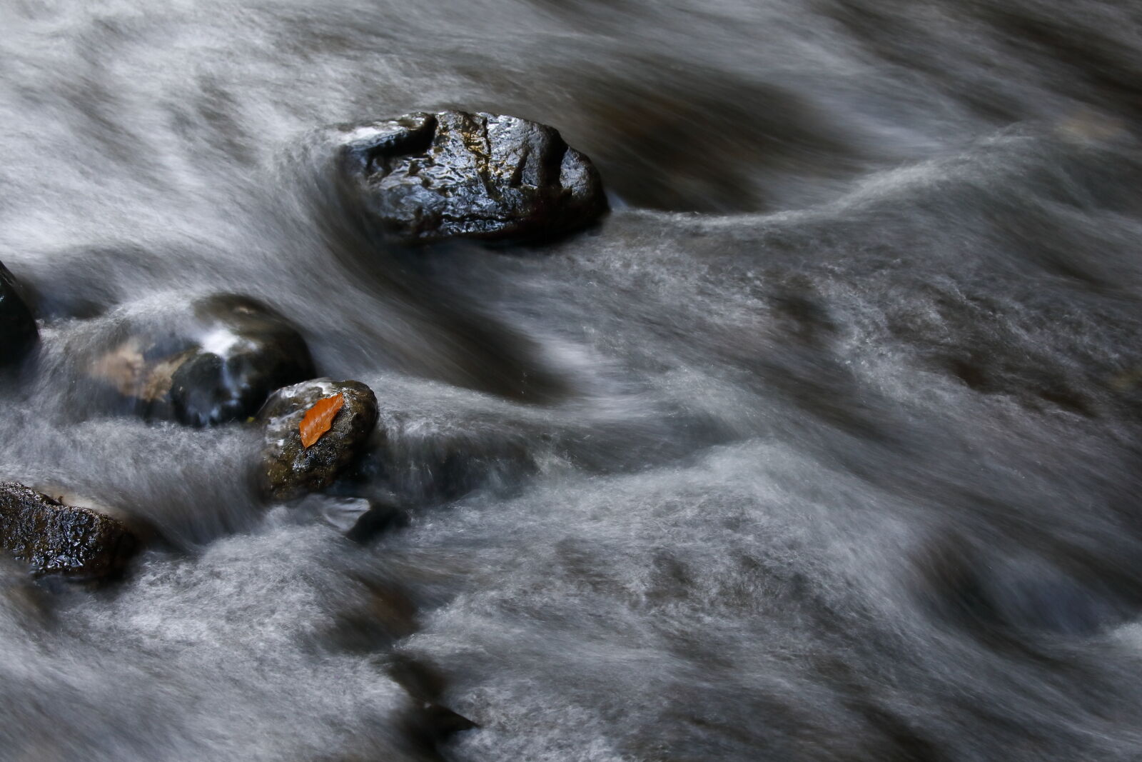 October 2025 - Water of Leith