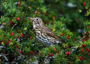 Thrush in Irish Yew