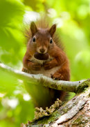 Red Squirrel